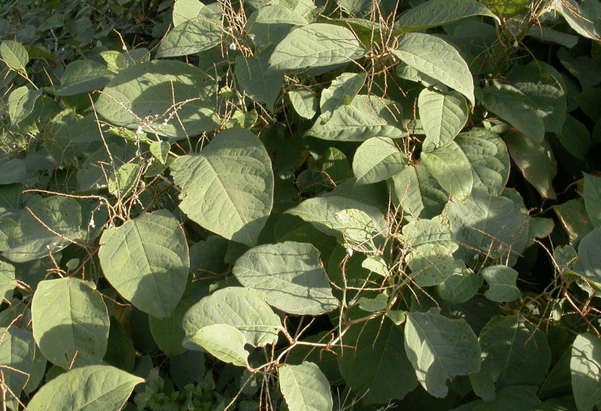 Resveratrol product reference