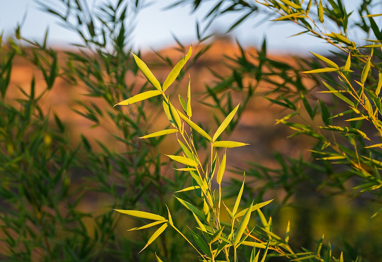 Bamboo Leaf Antioxidant (AOB)