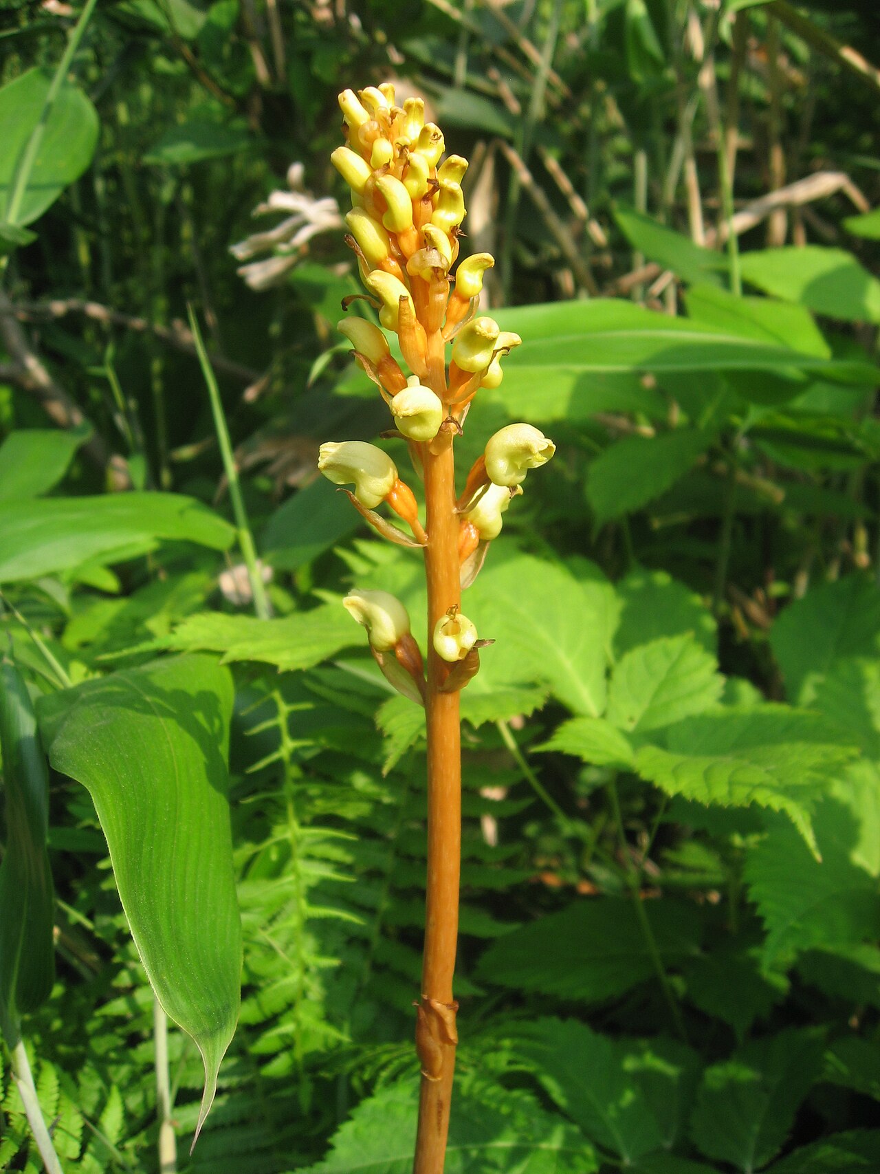Gastrodia (Tianma) Extract