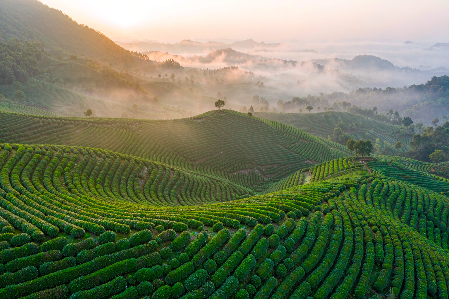 Misty mountain tea plantation at dawn — the natural origin behind our botanical extracts