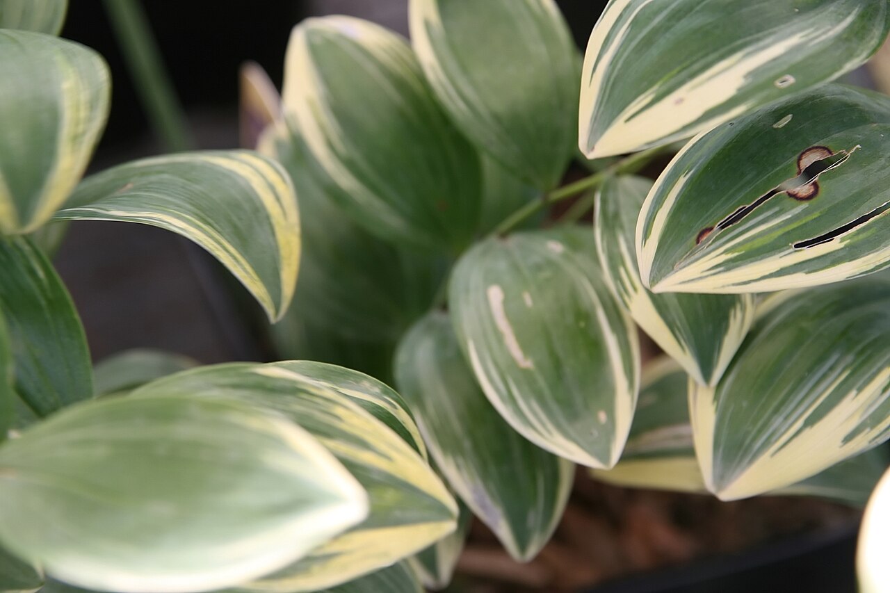 Jiuhua Polygonatum (Huangjing) Extract